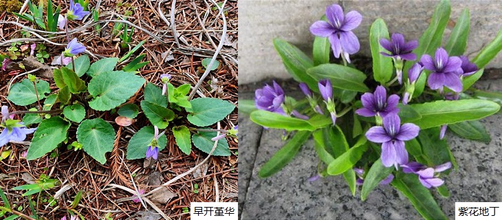 房前屋后 - 早开堇花，紫花地丁