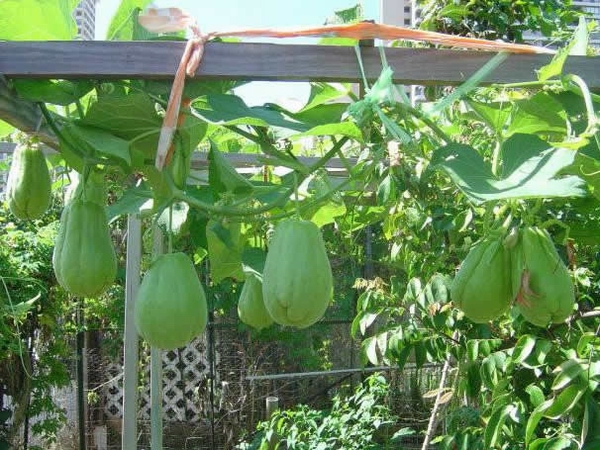 多伦多种植佛手瓜