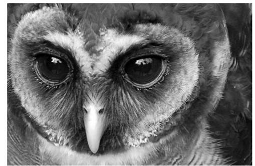 快速识别5号观察型客户的方法