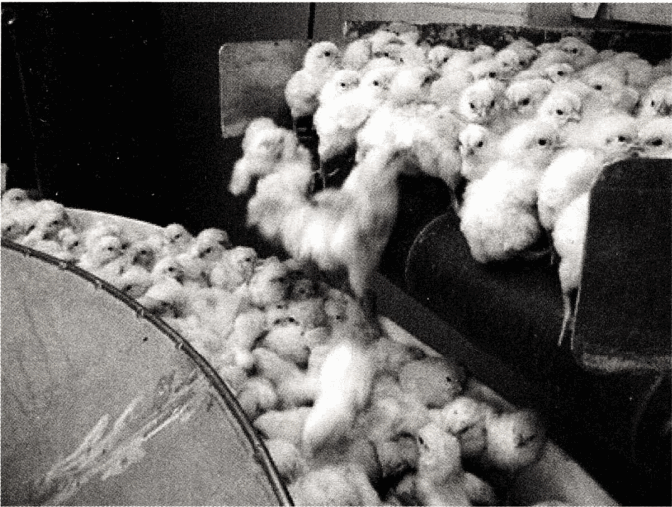 图25 商业化养鸡场输送带上的小鸡。如果是公鸡或是缺陷的母鸡，就会被丢到输送带上，送进毒气室让他们窒息而死，再用自动搅碎机搅碎，又或者直接丢进垃圾堆，让它们互相挤压致死。每年有上亿只雏鸡就这样在养鸡场里丧命