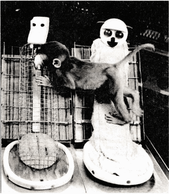 图26 在哈洛的实验中，一只小猴子孤儿就算正在金属猴身上吸奶，却还是紧抱着布猴。