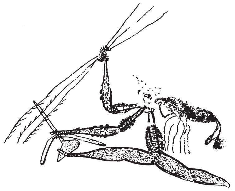 <br>“动态”风格的男子形象，可能绘制于公元前10000年之前，画在澳大利亚阿纳姆地的一处岩面上。猎人戴着有吊穗的长长仪式性头饰，手执带倒钩的投矛、回旋镖和带柄的石斧