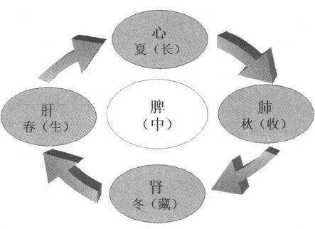 第五节 五脏六腑之脾