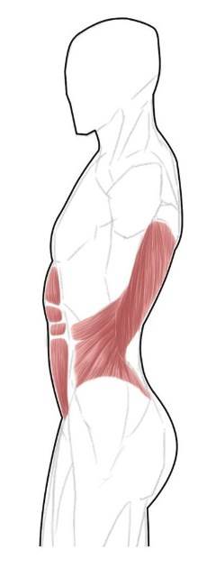 腹肌和背阔肌的位置