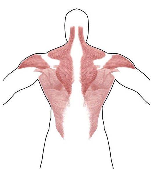1. 肩部肌肉的构成