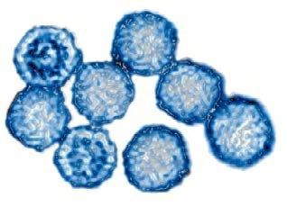 ：鼻病毒，感冒最常见的元凶