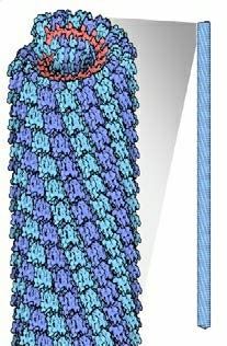 ：让全球植株染病的烟草花叶病毒
