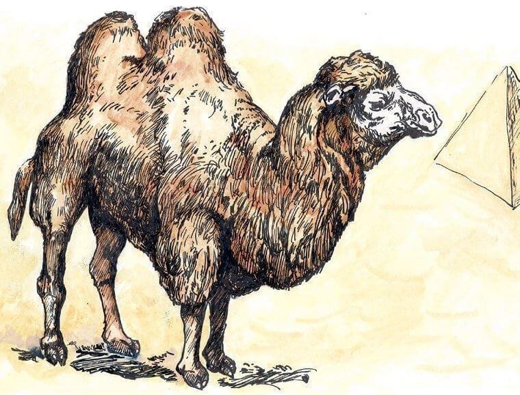 MERS 病毒来源于骆驼