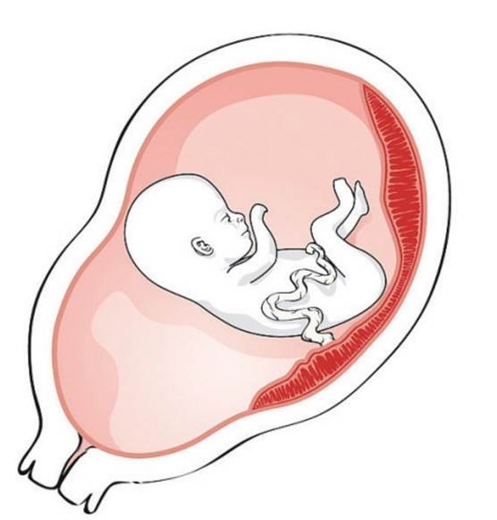 人类胎盘在母体与胚胎之间建立了一道“防火墙”