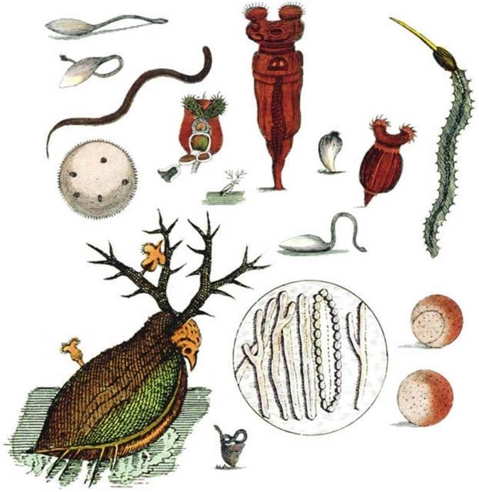 列文虎克在显微镜下观察到的“微小动物”