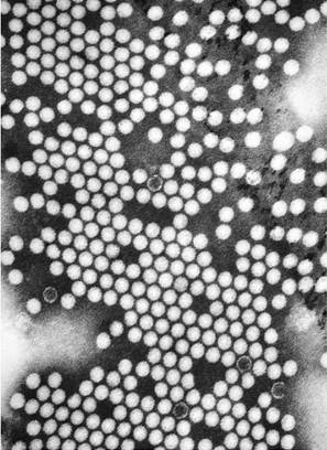 电子显微镜下的世界