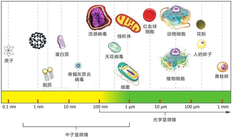 病毒尺寸示意图