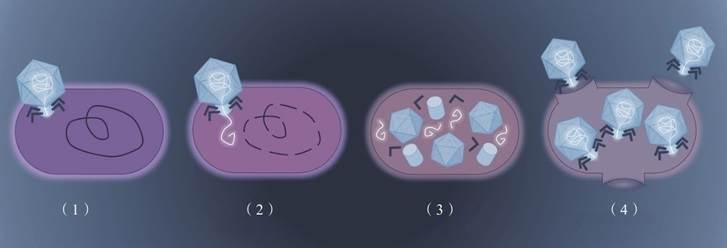 噬菌体攻击细菌的步骤：（1）噬菌体在细菌表面着陆；（2）噬菌体将自己的DNA注射入细菌；（3）细菌开始复制噬菌体DNA，这些DNA可用于新一代噬菌体；（4）最后，大量新的噬菌体合成，撑破细菌细胞，被释放出来