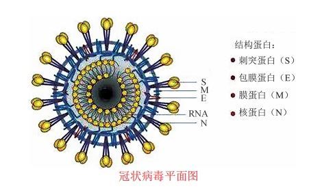 冠状病毒的形态和结构