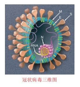 冠状病毒的形态和结构
