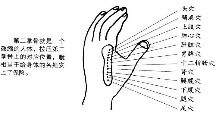 第二掌骨就是一个微缩的人体，按压第二掌骨上的对应位置，就相当于给身体的各处安上了保险。