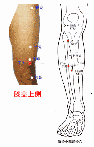 胃经小腿部经穴
