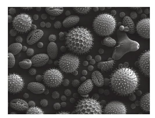 电子显微镜下的各种花粉颗粒