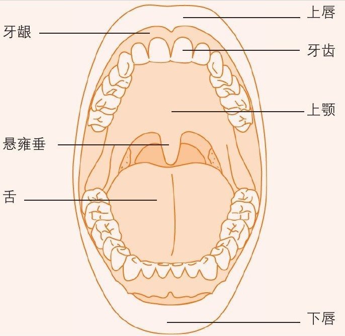 口腔的结构
