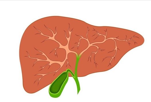 肝炎是一种常见的严重传染病，肝功能受损会影响到全身器官的健康