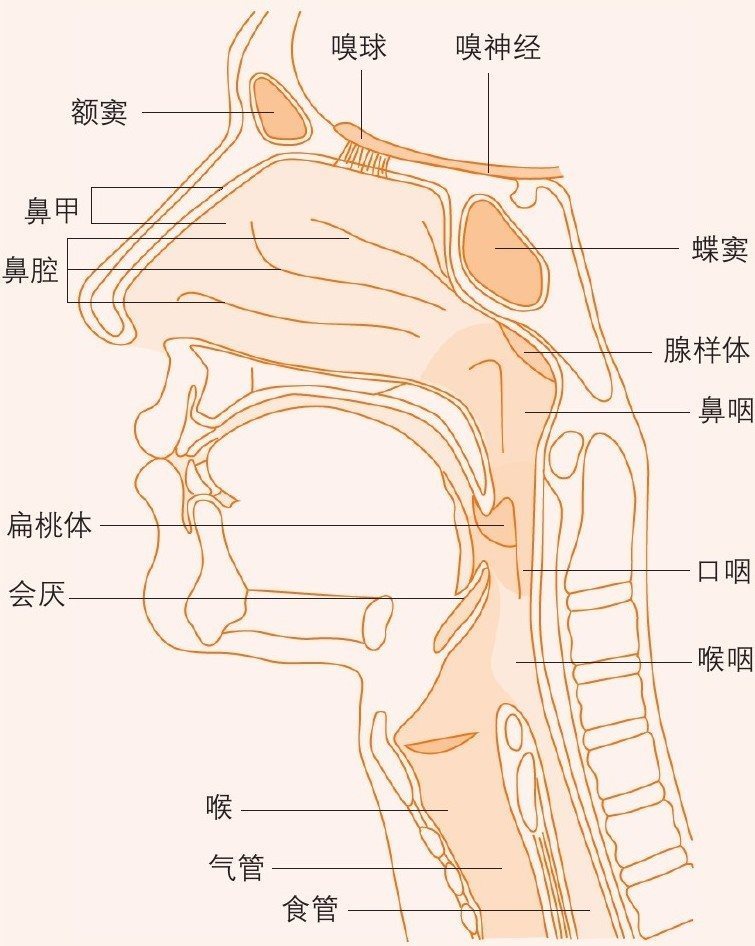 咽喉部的结构