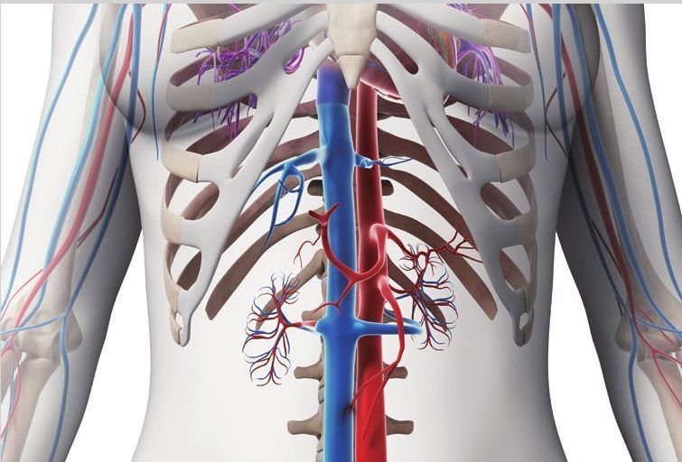 凡是输送血液返回心脏的血管均称为静脉，图中蓝色的血管即为下腔静脉系
