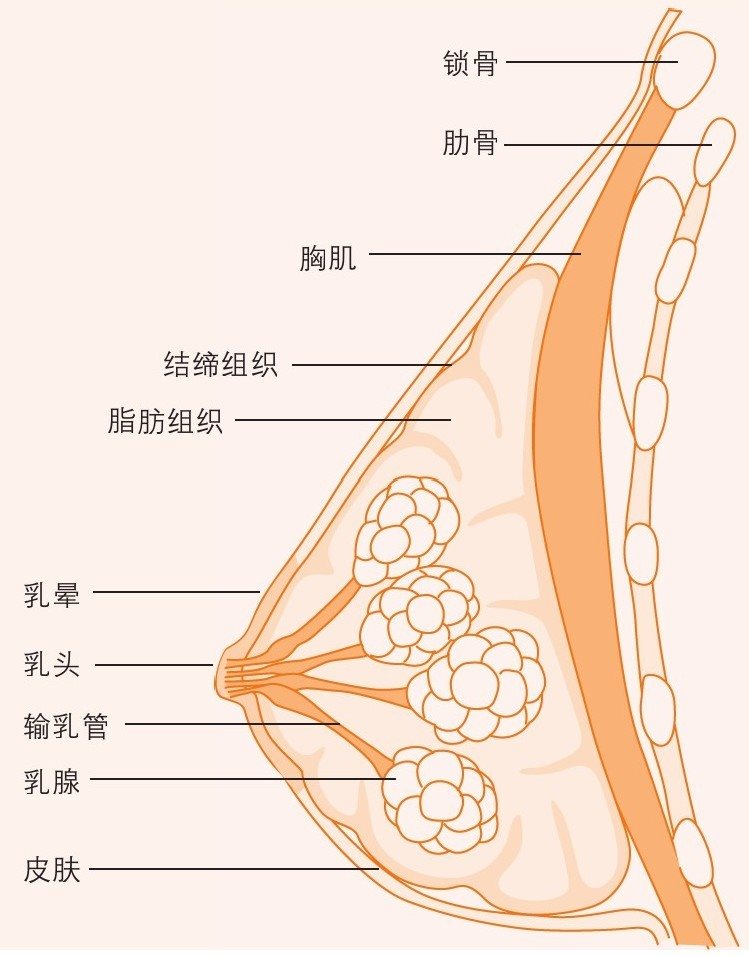 乳房的内部结构
