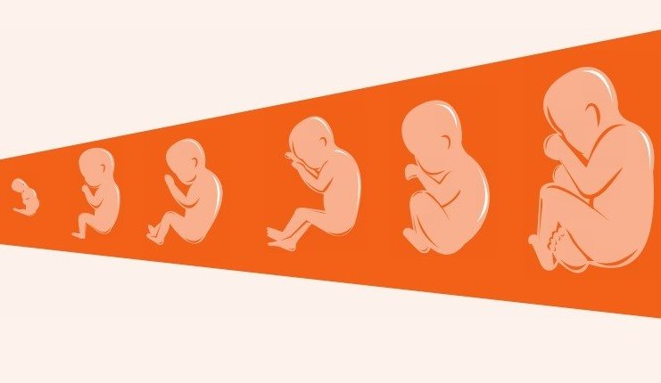 胎儿在子宫中的发育过程