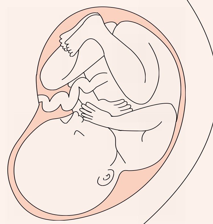 怀孕初期子宫的增大并不明显，一般要到3个半月以上时才能从外观上看出肚子变大，至10个月时呈最大状态