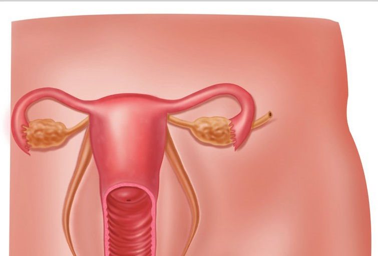 阴道是女性性器官，是经血和胎儿娩出的肌肉通道，开口于阴道口，止于子宫颈，一般长度约10厘米（即图中剖面所示部分）
