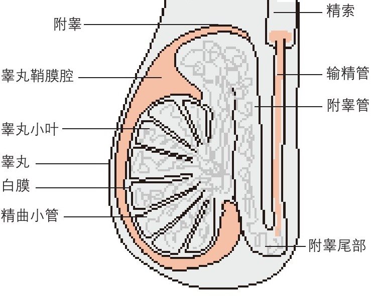 睾丸的结构
