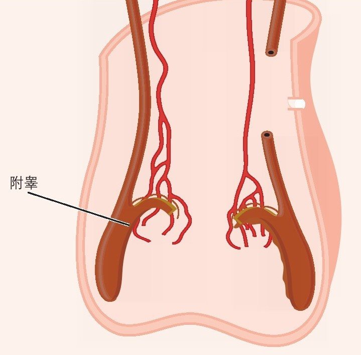 附睾左右各一个，呈半月形附着在睾丸背面，睾丸产生的精子约有70%存贮于附睾