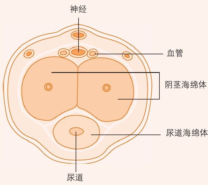 阴茎的切面图