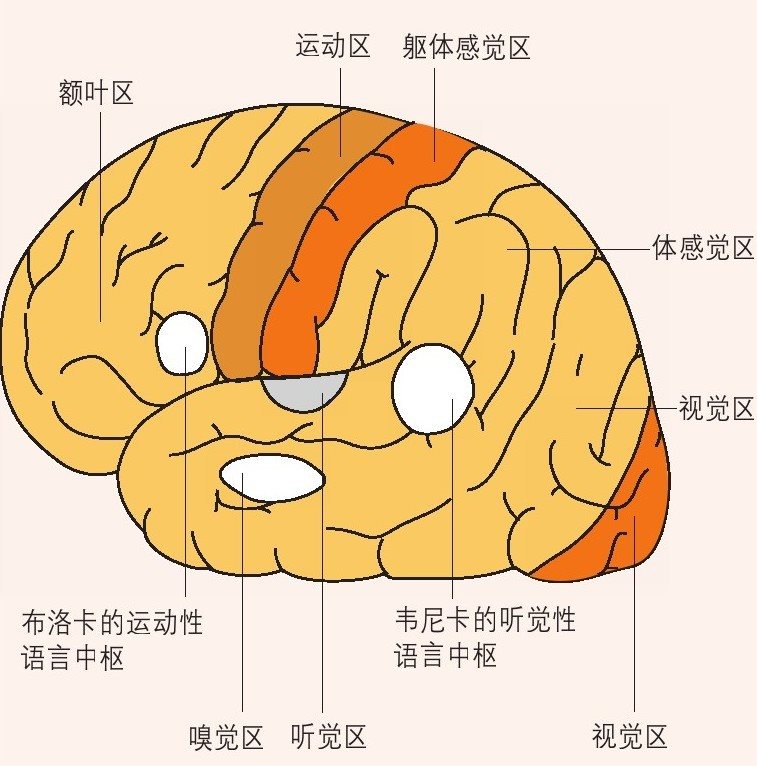 大脑半球的功能