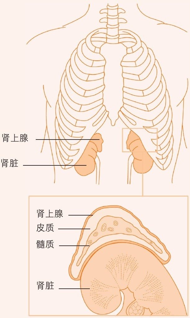 肾上腺的位置和结构