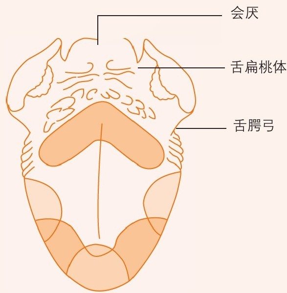 舌的结构和各个味觉部位