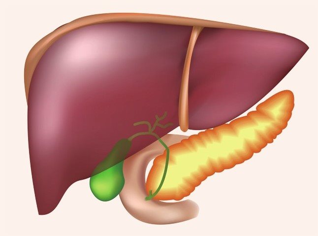 右上腹的器官主要有肝脏、胰脏和胆囊等，这些器官的病变都有可能导致右上腹疼痛