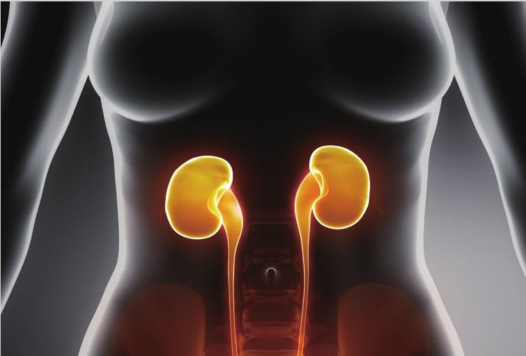 输尿管、女性卵巢和输卵管病变是左下腹疼痛的主要原因