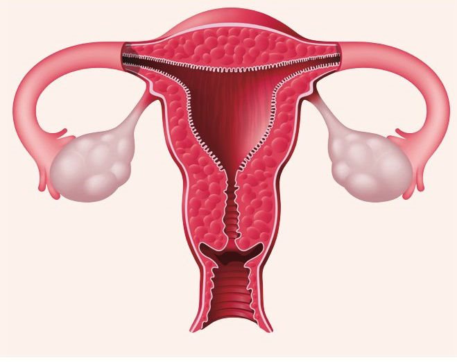 女性生殖系统病变，尤其是子宫的损伤是女性腹部中下部疼痛的原因