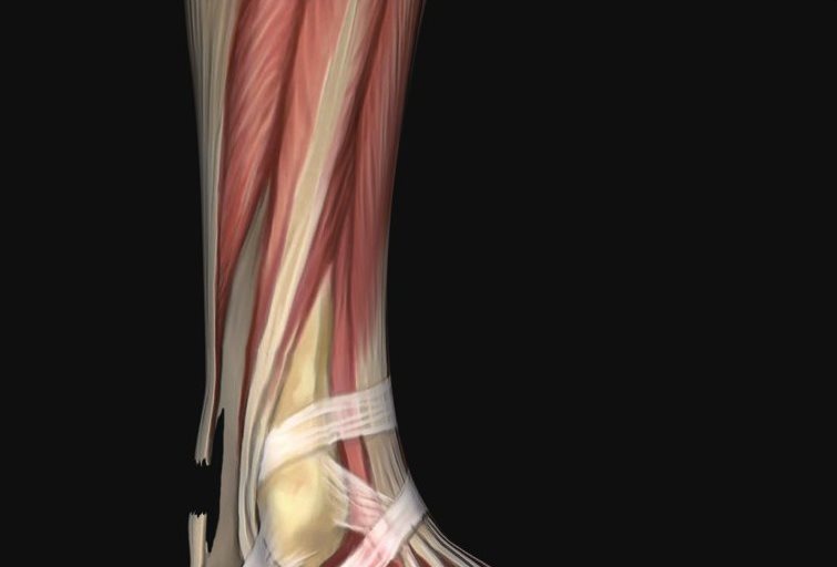 脚部疼痛常见于老年人，老年人衰老导致器官退行性变化，脚底板肌肉变软，皮下脂肪变薄，走路时骨头咯得脚底疼痛