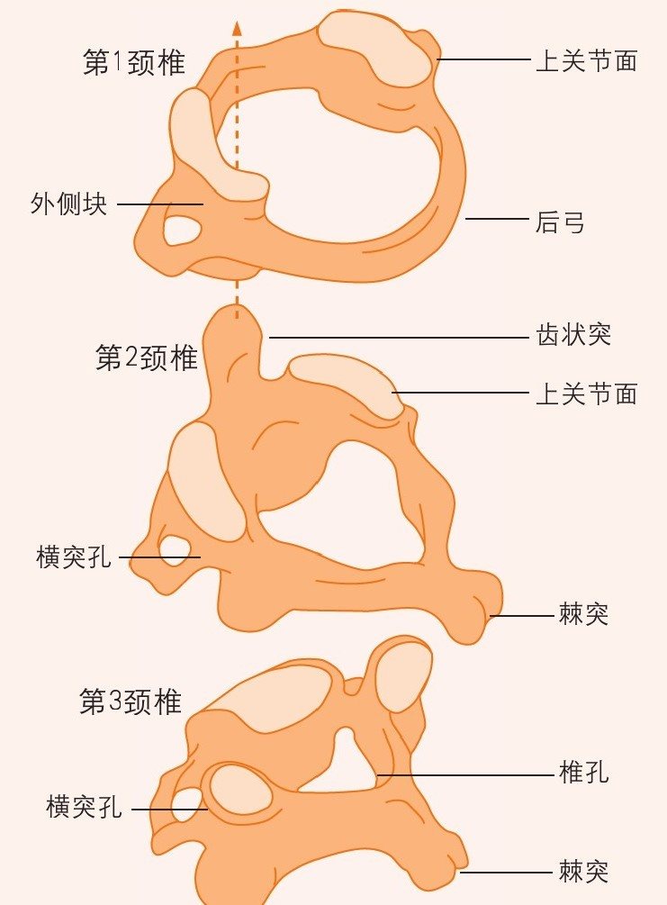 颈椎骨的结构