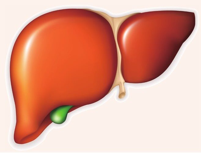 中医认为，春季肝气旺，是肝脏功能活动旺盛的季节，春季养生应重视对肝脏的保养