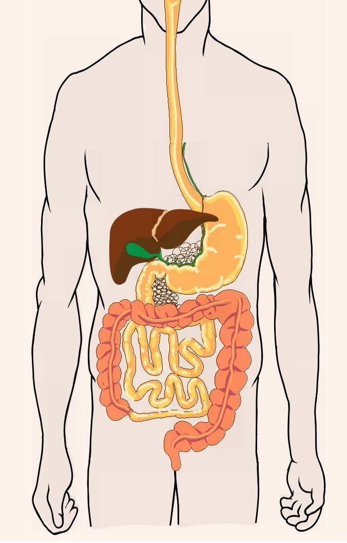 夏季养生不能忽视对脾胃的保护，脾胃在夏季往往受湿邪的困阻而使消化吸收功能降低，令人胃口不开、不思饮食并出现腹胀、头晕、腹泻等症状