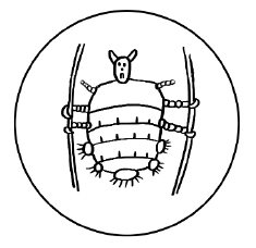 阴虱