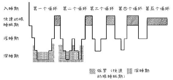 睡眠阶段