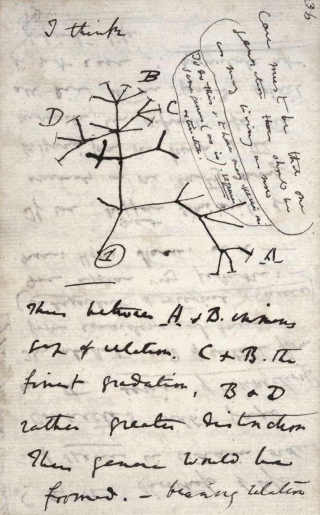 达尔文手稿（约1837年），记录他第一次深入思考的进化树