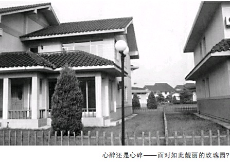 玫瑰开放终有时？