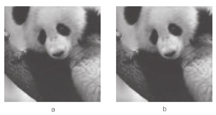 熊猫还是长臂猿？