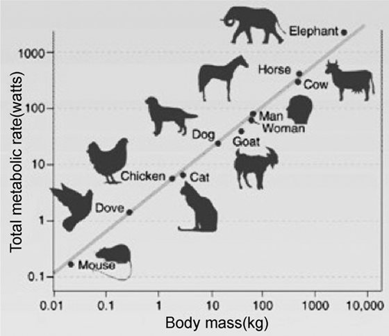 图 A-1 生物体满足克雷伯定律