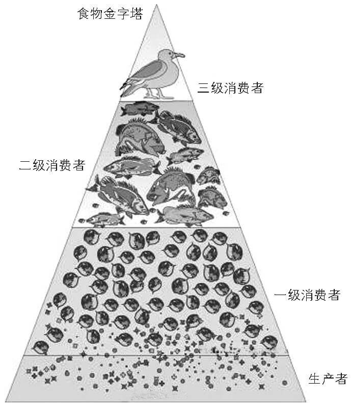 真实生态系统中的食物链金字塔图片来自 http://www.ipm.ucdavis.edu/WATER/U/foodweb.html 